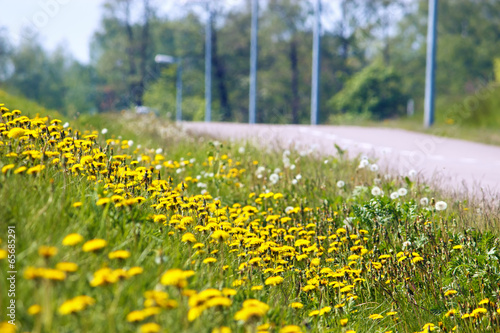 Wild flowers, dandelions, and road in summer