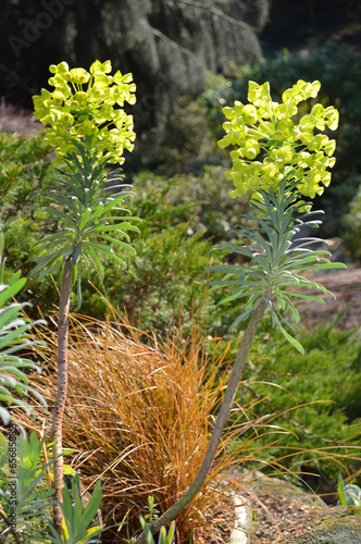 Stinking hellebore Latin name helleborus foetidus photo