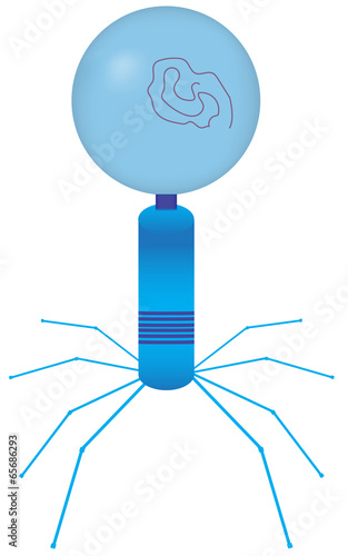 Virus