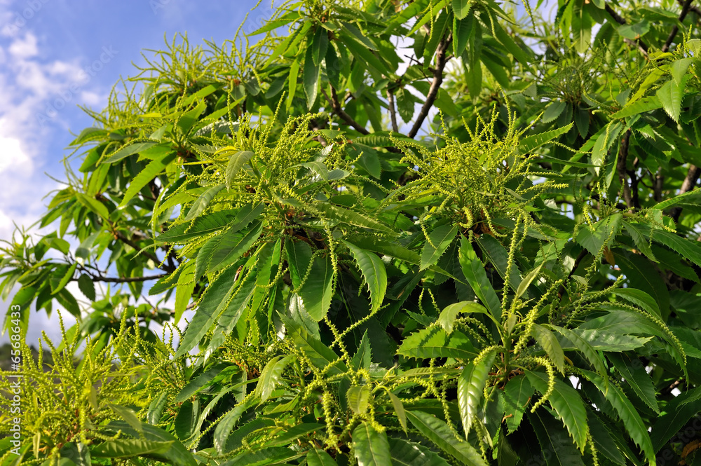 Chestnut catkins tree in flowering Chestnut catkins tree in flowering