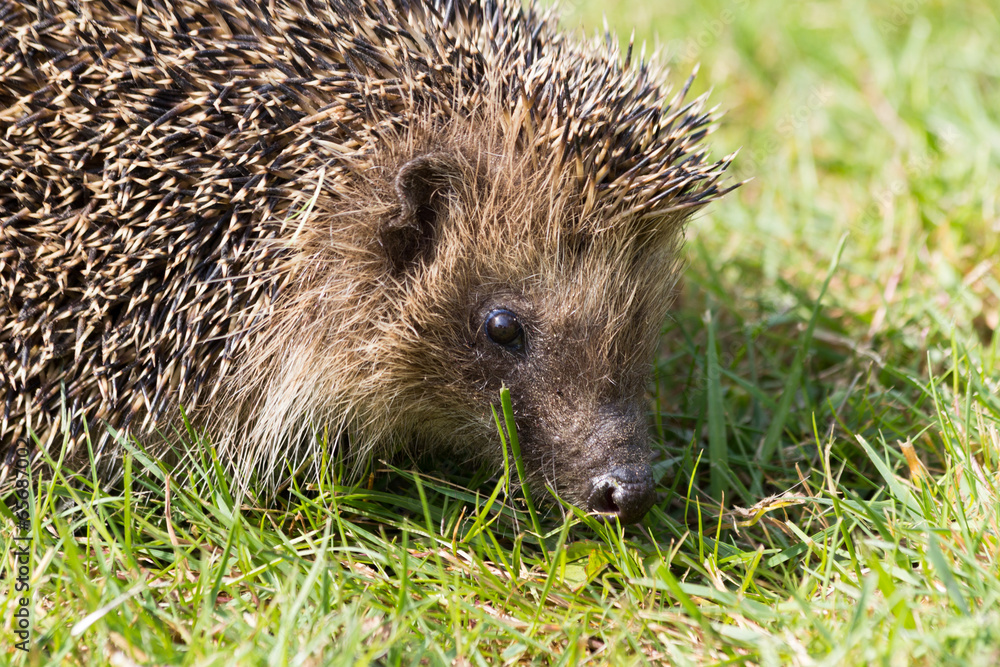 A cute hedgehog looking for food in my garden A cute hedgehog looking for food in my garden