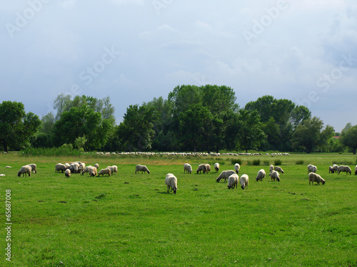 Sheep © Željko Radojko