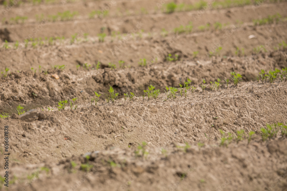fresh made agricultural field texture fresh made agricultural field texture