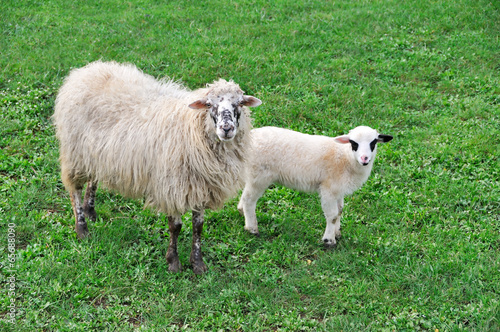 Sheep with lamb on meadow