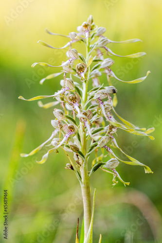 Wildlife Lizard Orchid