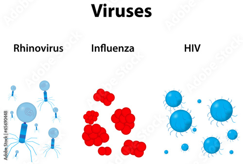 Rhinovirus, Influenza and HIV