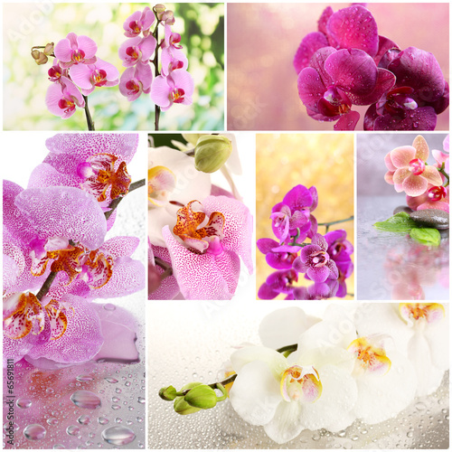 Fototapeta Naklejka Na Ścianę i Meble -  Collage of beautiful orchids