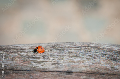 Ladybug walking along weathered old wooden board