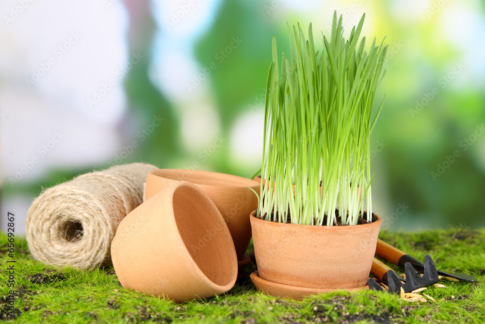 Green grass in flowerpots and gardening tools, outdoors Green grass in flowerpots and gardening tools, outdoors