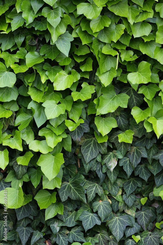Fototapeta premium Green ivy, close up