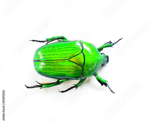 Green beetle isolated on white background
