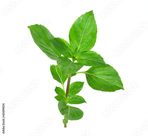 Εκτύπωση καμβά Ocimum basilicum Linn on white background.