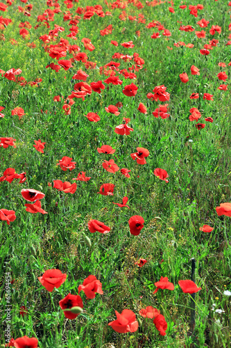 Beautiful poppy flowers in the field