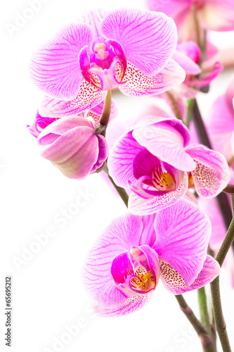 Fototapeta Naklejka Na Ścianę i Meble -  Some Orchids 2
