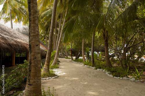Walkway under palm trees