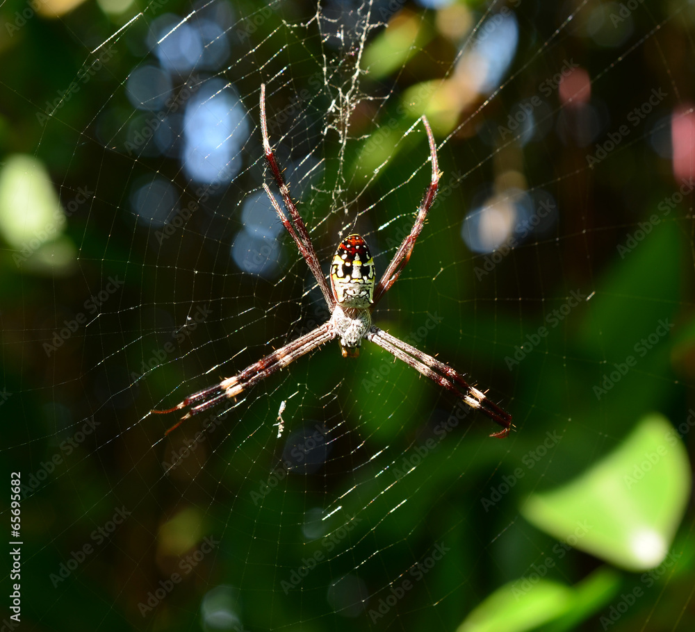 Spider on the web over green background Spider on the web over green background