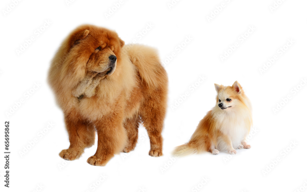 Chines chow chow dog and Chihuahua dog isolated on a white back Stock Photo Adobe Stock