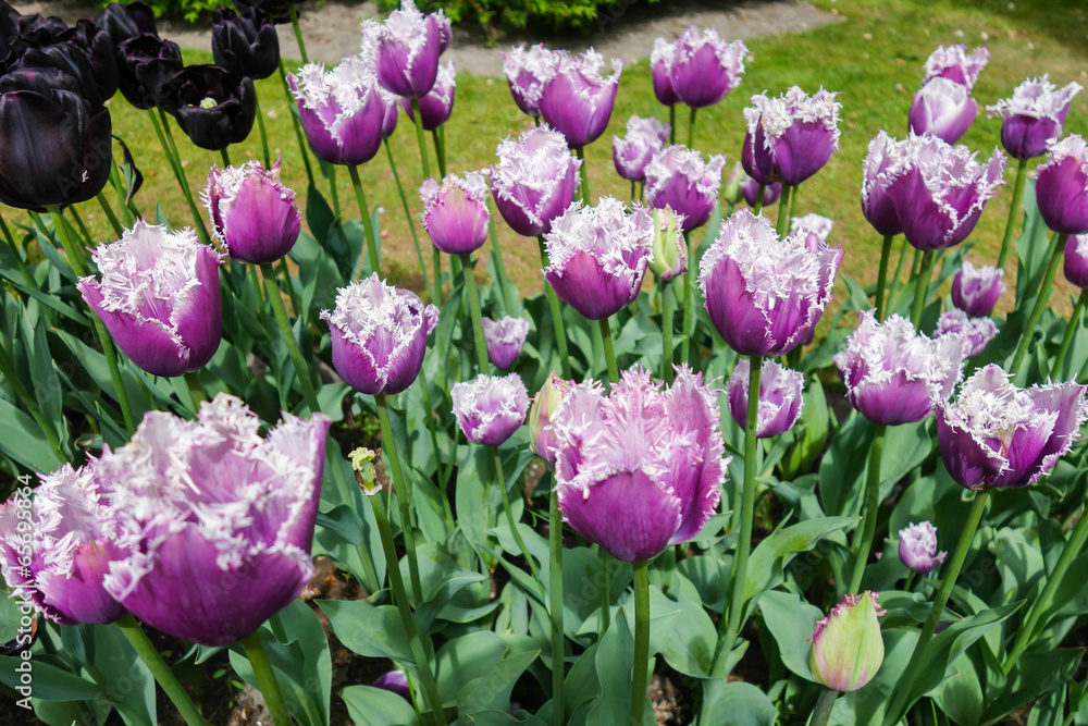 Colorful tulip garden in nature park Colorful tulip garden in nature park