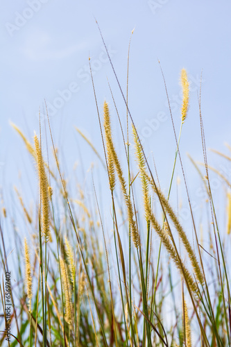 white reeds field