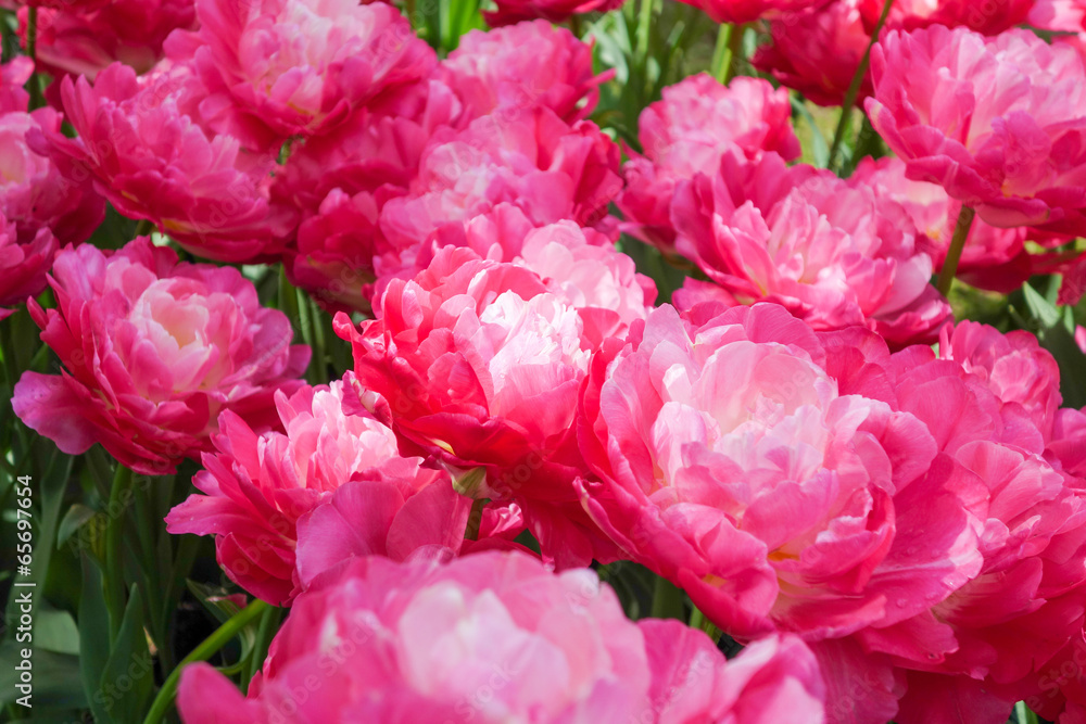 Flowers garden in nature park