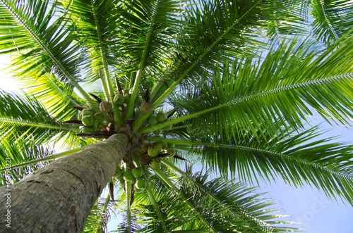 palm tree © Pakhnyushchyy