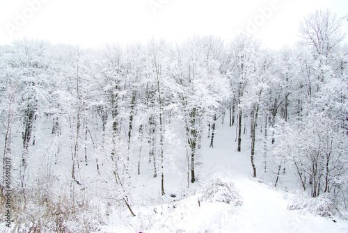  winter forest © Pakhnyushchyy