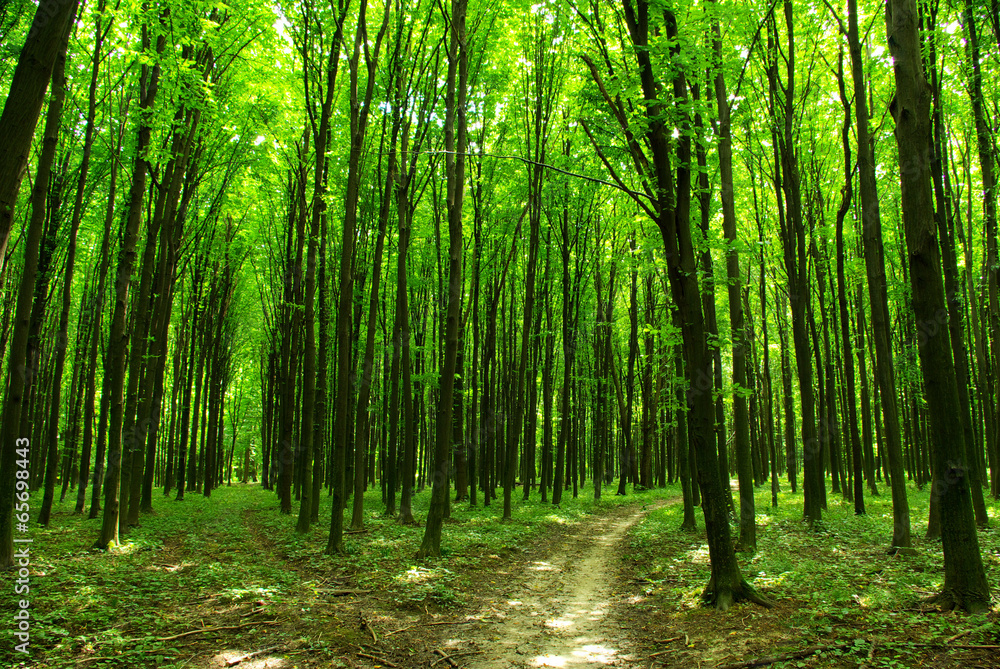 forest forest