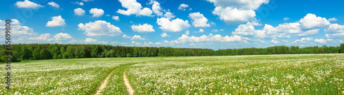 summer landscape panorama with blossoming field