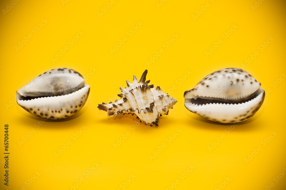 Three shells with brown spots on a yellow background Three shells with brown spots on a yellow background