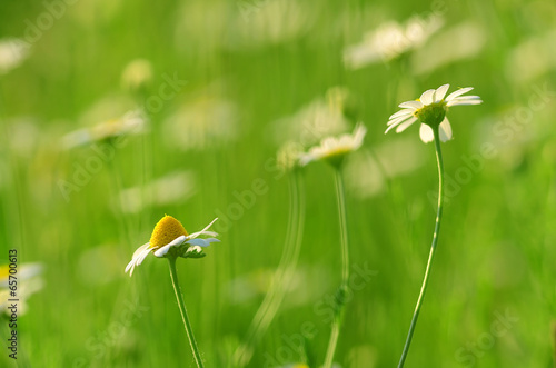 Fototapeta Naklejka Na Ścianę i Meble -  Chamomile flower on the field