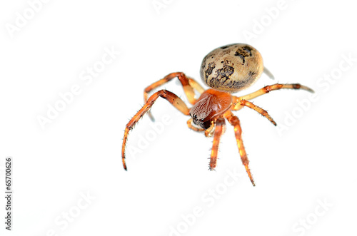 Closeup photo of a spider isolated on white