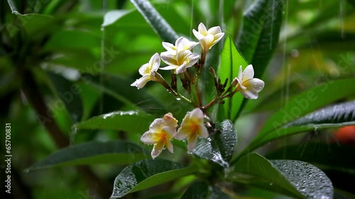 Wallpaper Mural Thai flowers in the rain with the approach and the blurring Torontodigital.ca