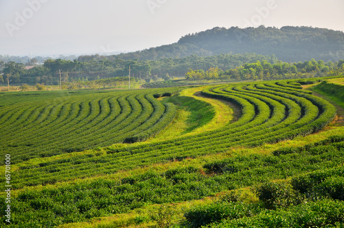 Terrace Tea Plantation Fields