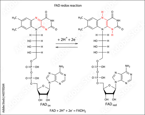 Illustration of FAD redox reaction with chemical formulas
