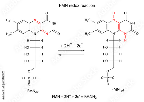 Illustration of FMN redox reaction