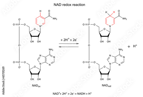 Illustration of NAD redox reaction with chemical formulas