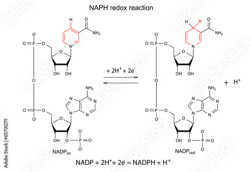 Illustration of NADP redox reaction photo