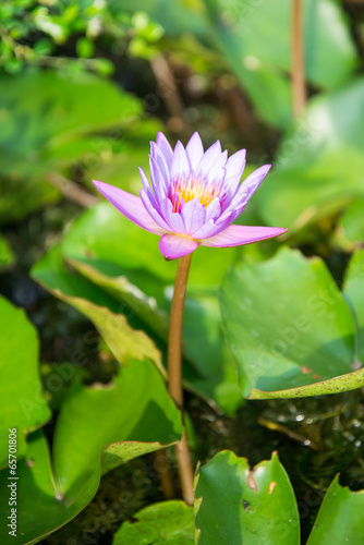 Blooming lotus flower in the farm  Thailand.