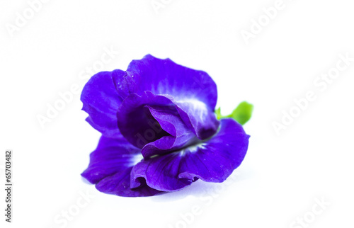 Butterfly pea or Asian pigeonwings on white background