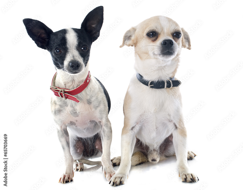 two chihuahuas