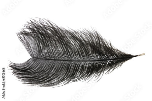 Ostrich_Feather photo