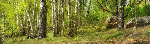 Forest with birches #65704621