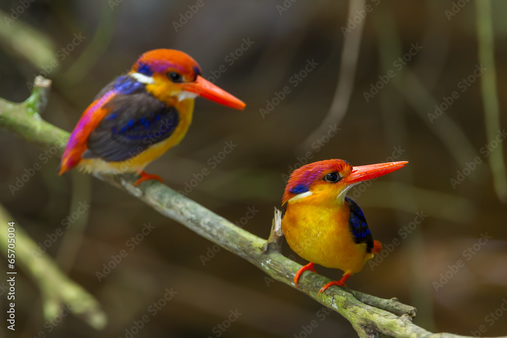 Obraz premium Couple lover of Dwarf Kingfisher (Ceyx erithaca) in nature