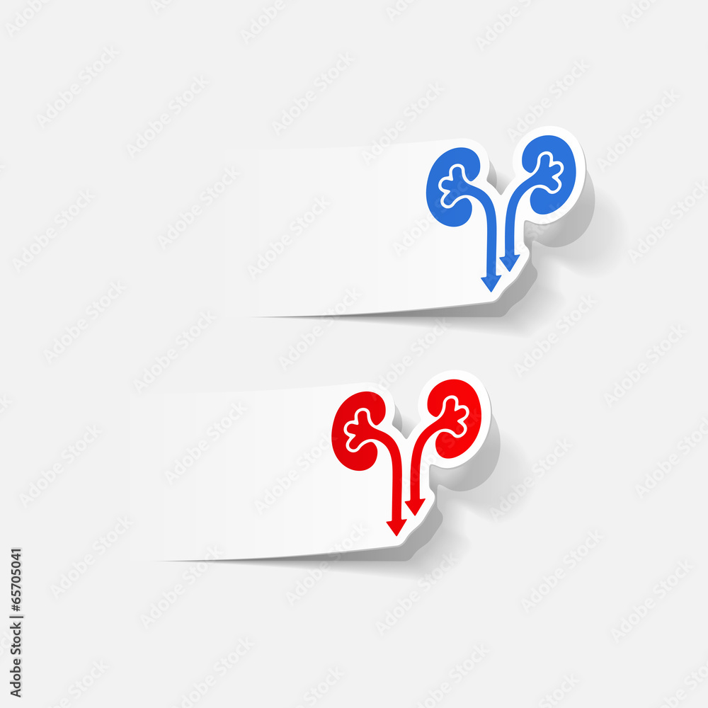 realistic design element: kidneys, medical realistic design element: kidneys, medical