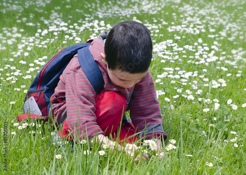 Child picking daises photo