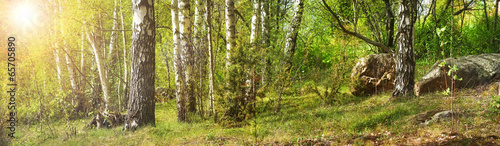Forest with birches #65705890
