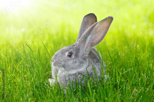 Gray rabbit in green grass © Szasz-Fabian Jozsef