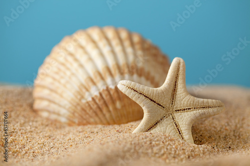 Starfish and seashells on beach