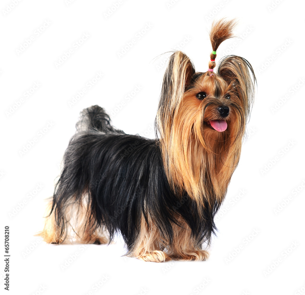 yorkshire terrier isolated on white yorkshire terrier isolated on white