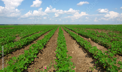 Cultivated land in a rural landscape